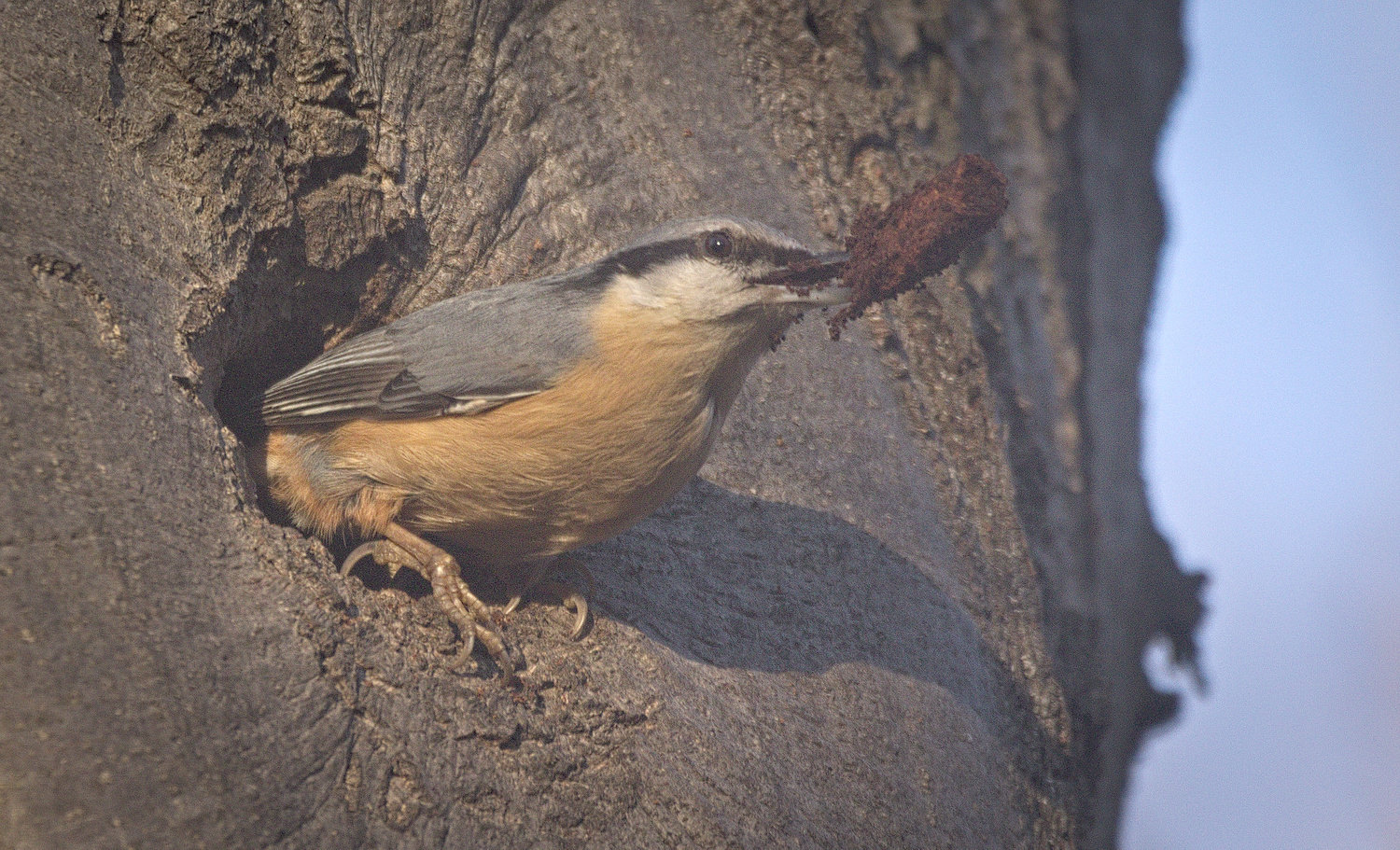 Spring cleaning isn’t just for humans. Here, a Eurasian nuthatch removes debris from a nesting hole in preparation for nesting season.